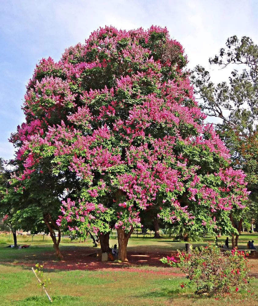 Tonto Crape Myrtle Tree