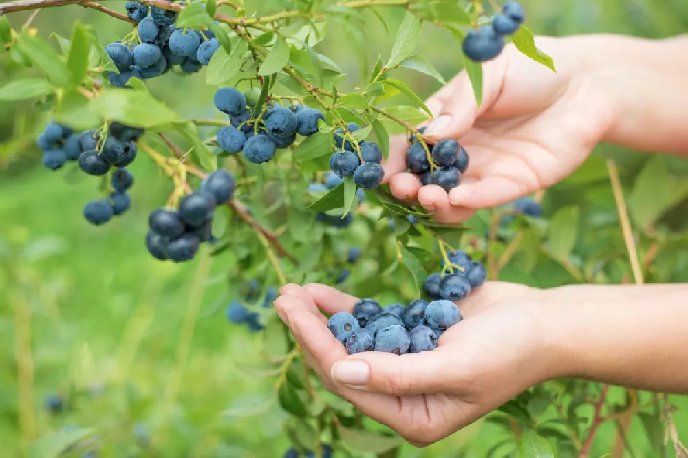 Top Hat Blueberry Bush