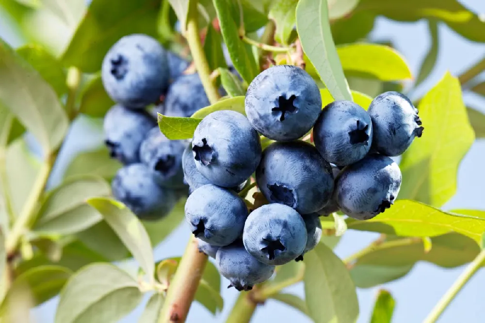 Top Hat Blueberry Bush