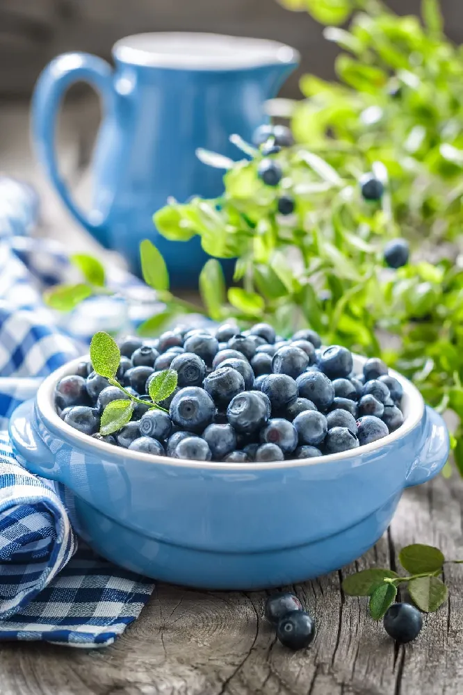 Top Hat Blueberry Bush