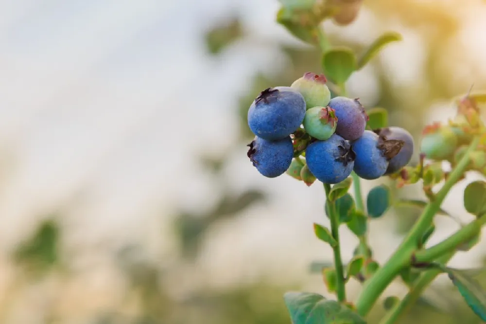 Toro Blueberry Bush - USDA Organic