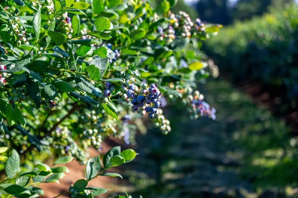 Toro Blueberry Bush - USDA Organic