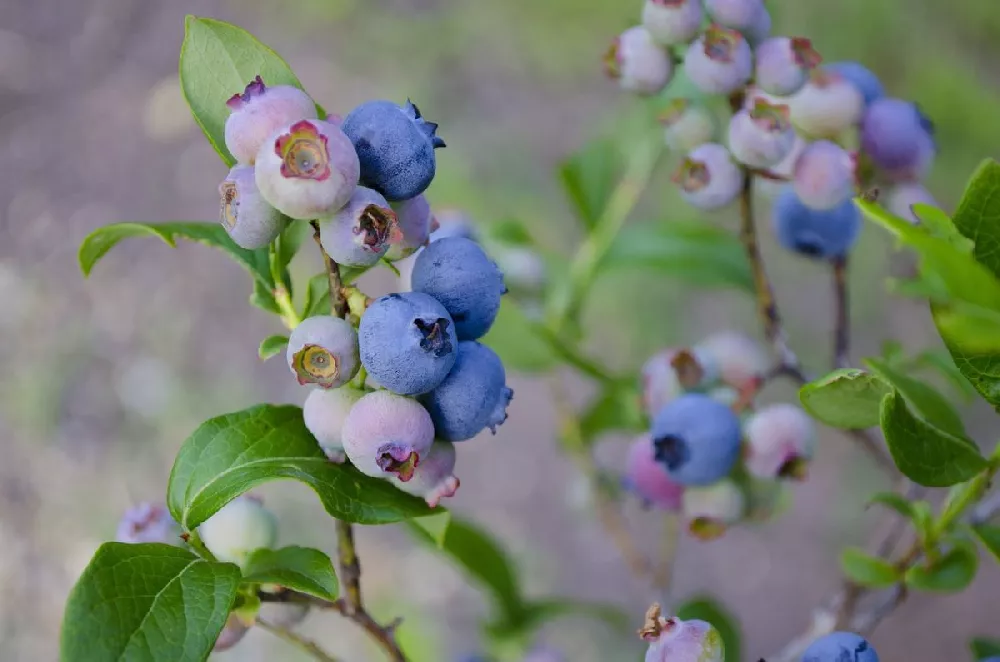 Toro Blueberry Bush