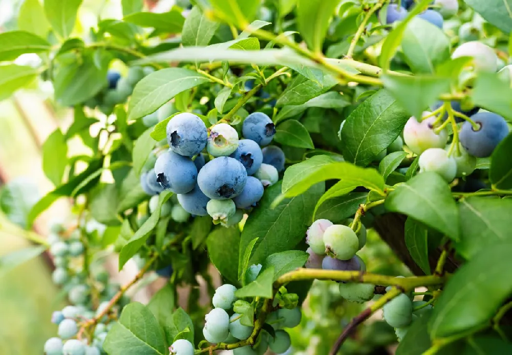 Toro Blueberry Bush