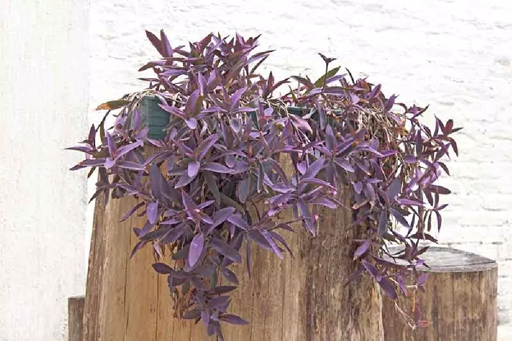 Hanging Spiderwort