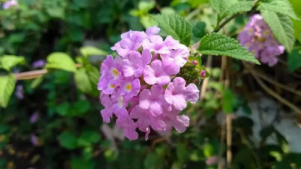 Trailing Lantana