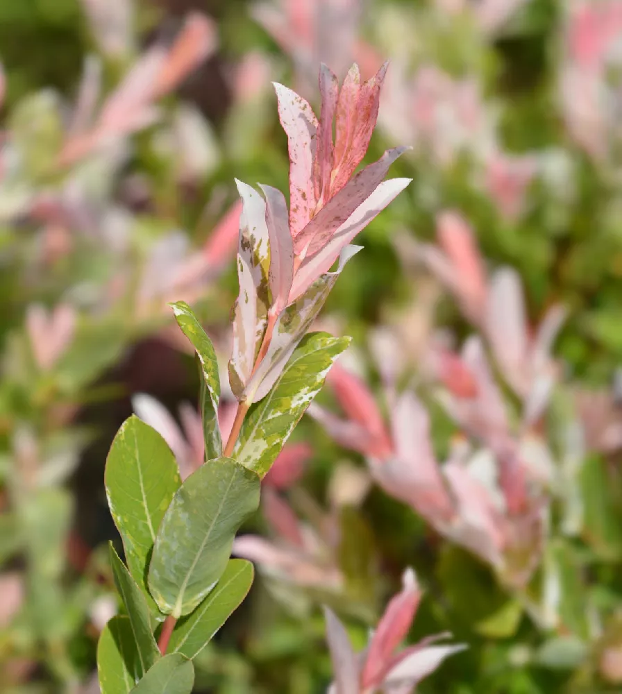 Tri Color Willow