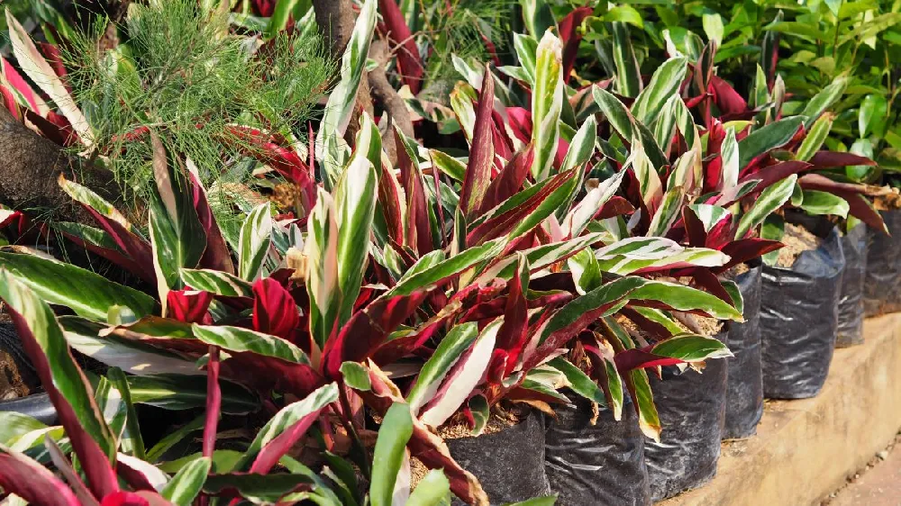 Tricolor Ginger Plant