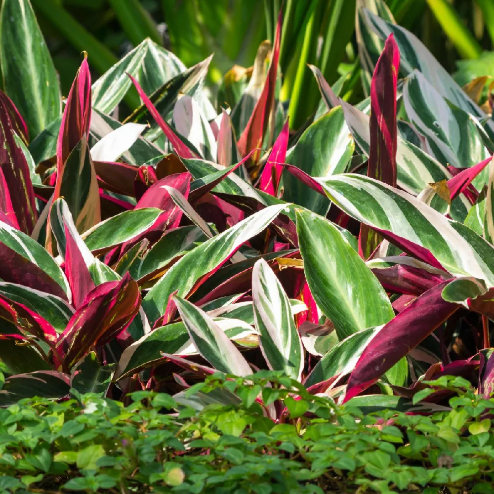 Tricolor Ginger Plant 