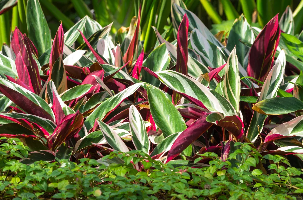 Tricolor Ginger Plant 