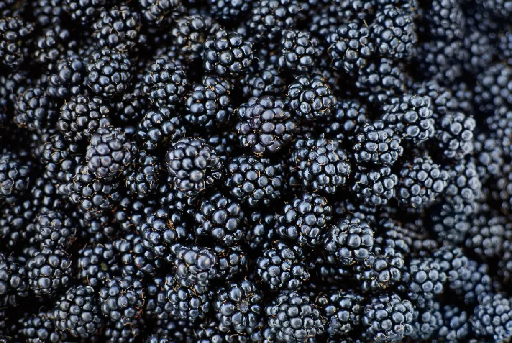 Triple Crown Blackberry Plant - USDA Organic