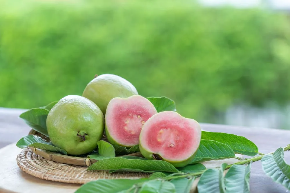 Tropical Pink Guava Tree