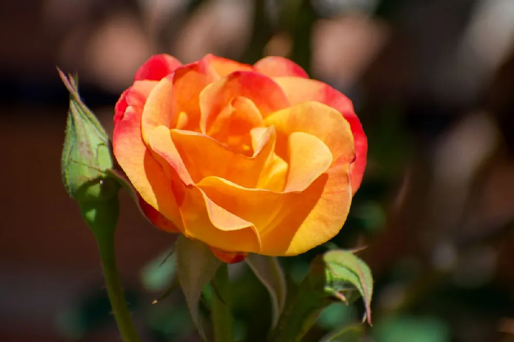 Tropicana Rose