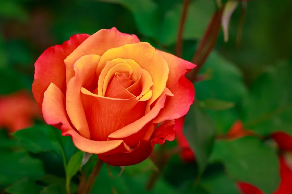 Tropicana Rose