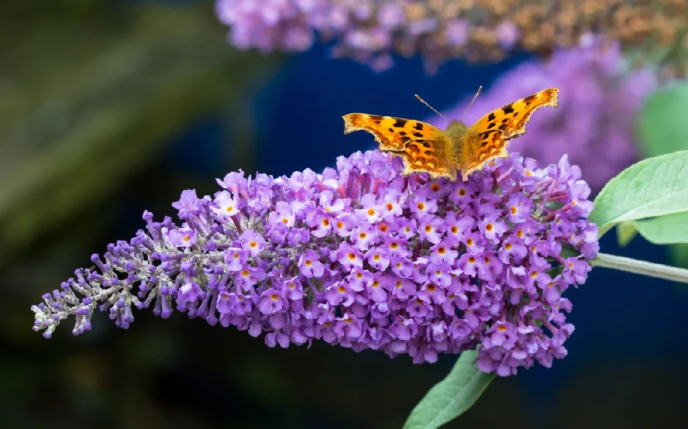 True Blue Butterfly Bush