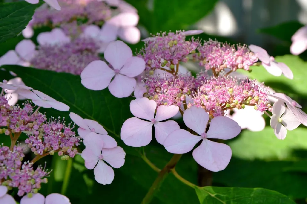 Tuff Stuff Ah-Ha® Hydrangea Shrub