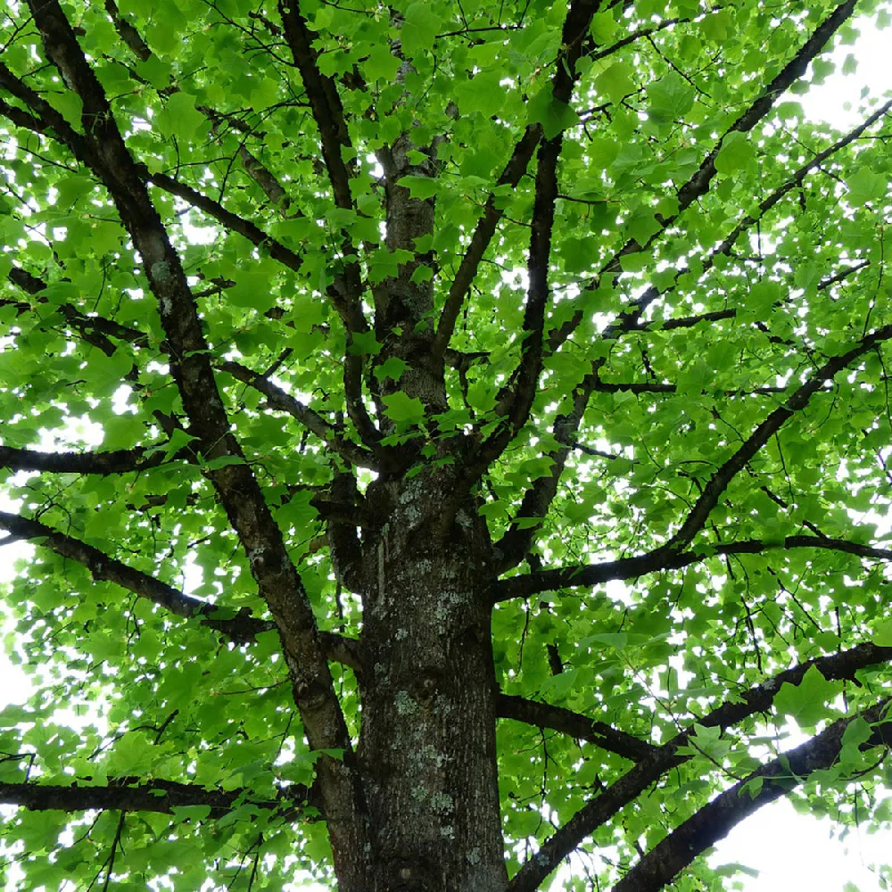 Tulip Poplar