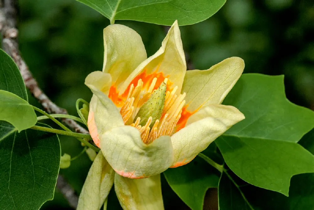 Tulip Poplar 'Little Volunteer'