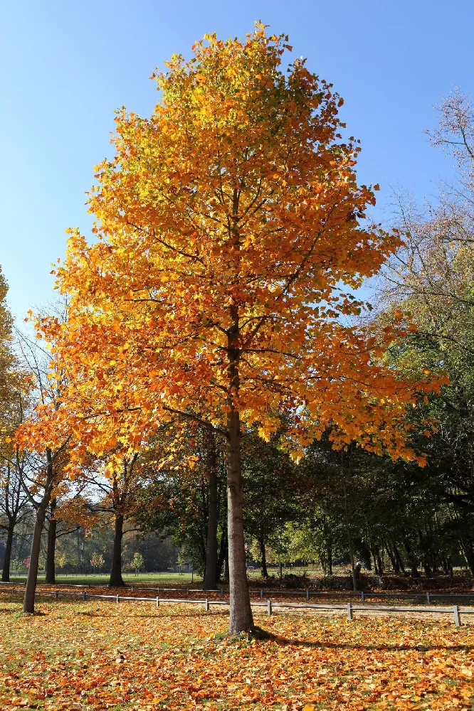 Tulip Poplar 'Little Volunteer'