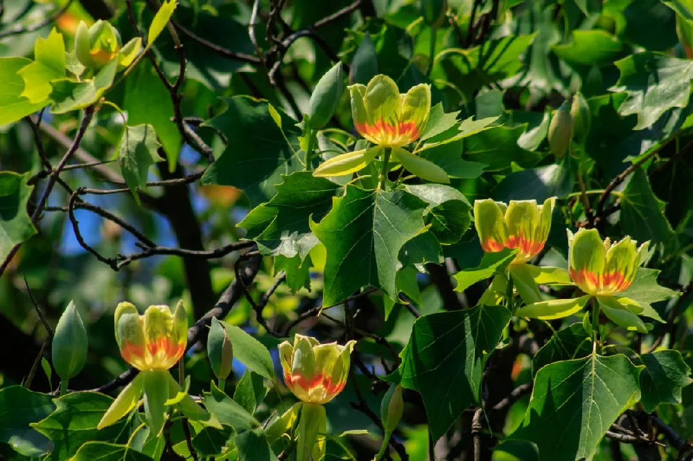 Tulip Poplar 'Little Volunteer'