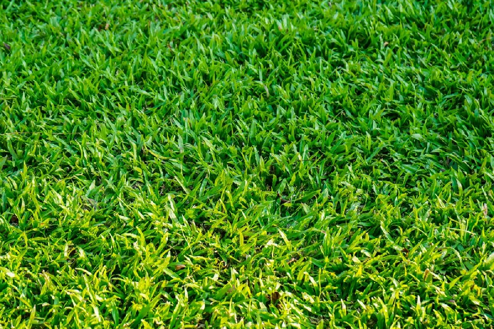 TurboTurf™ Sun & Shade Grass Seed