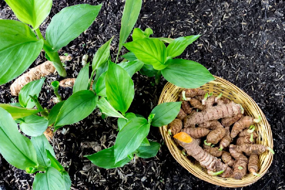 Turmeric Plant