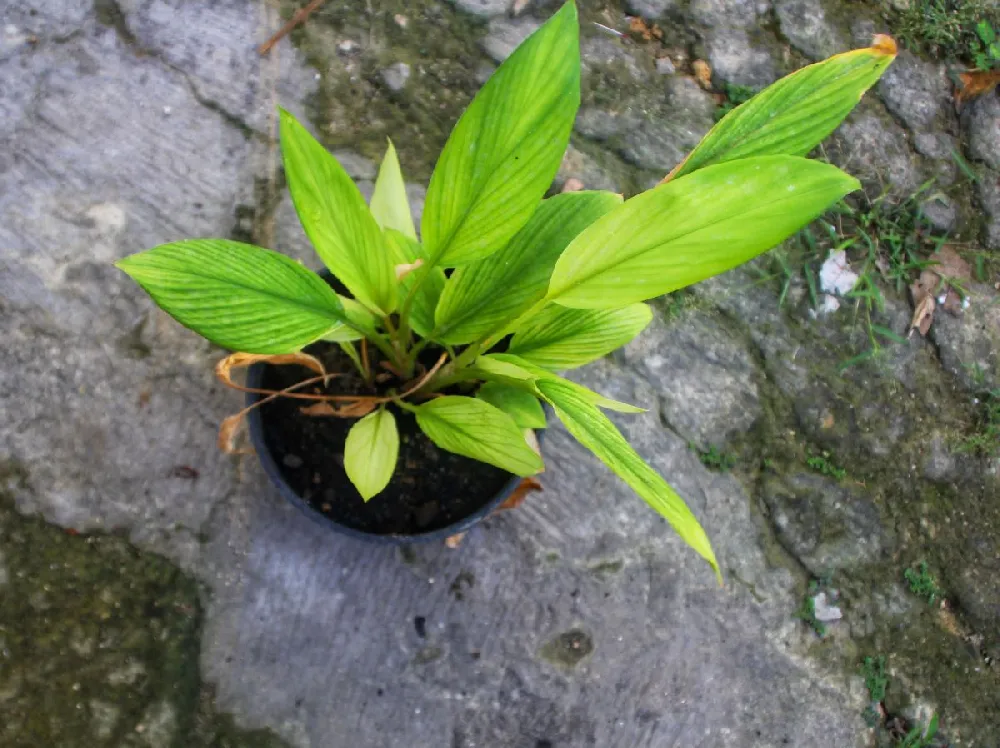 Turmeric Plant