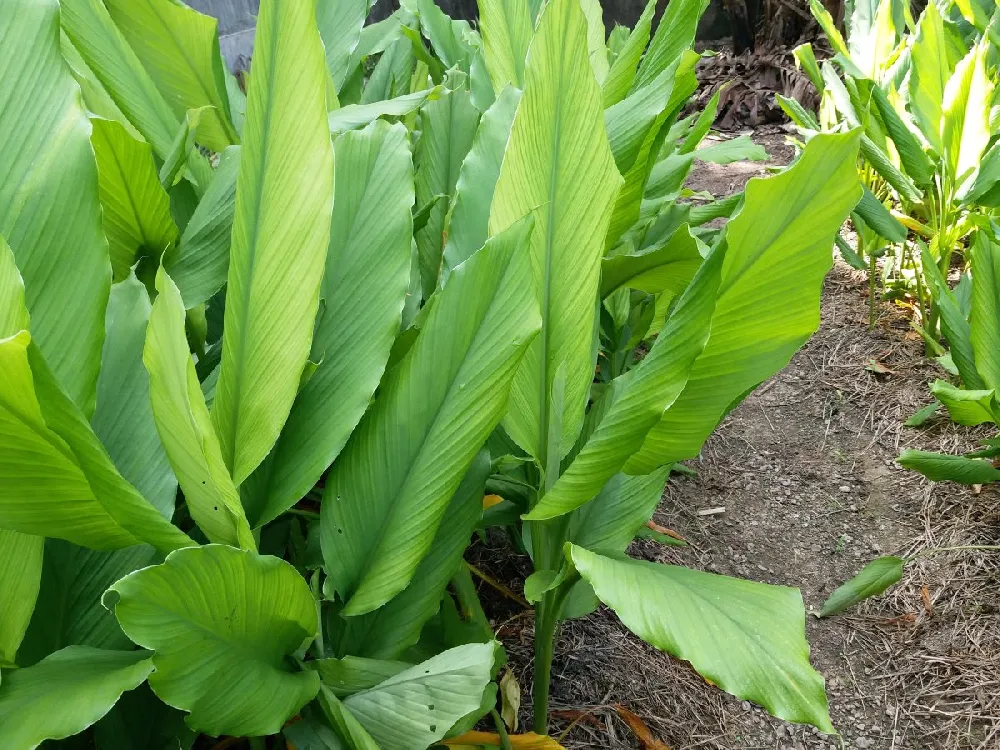 Turmeric Plant