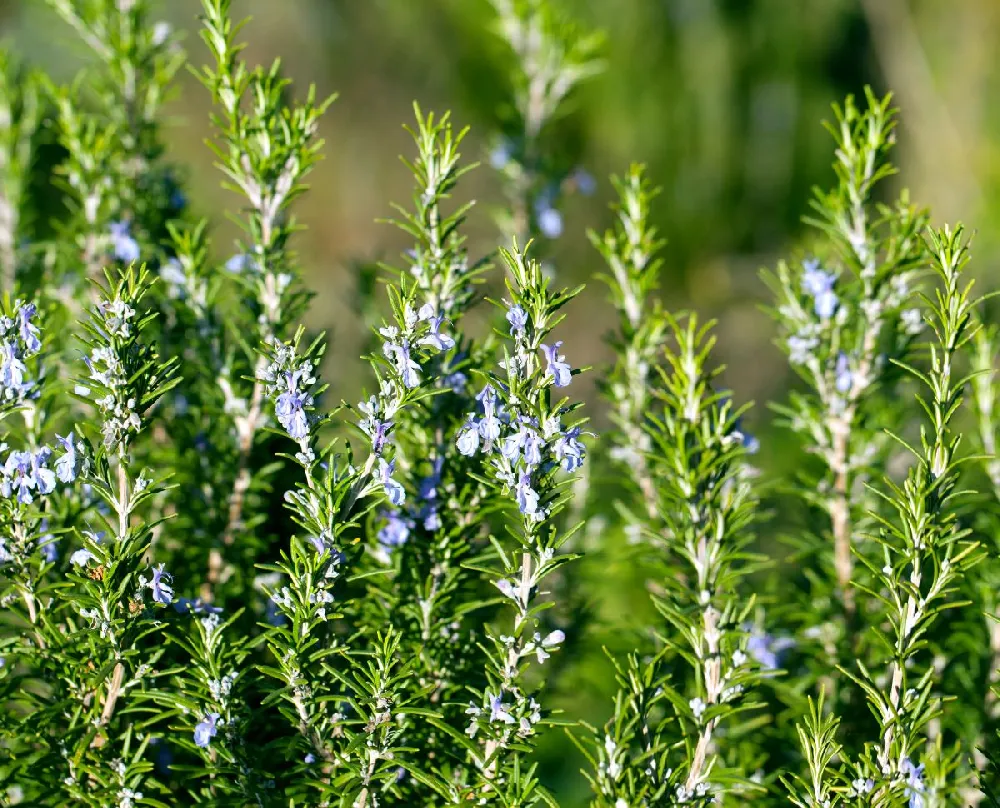 Tuscan Rosemary