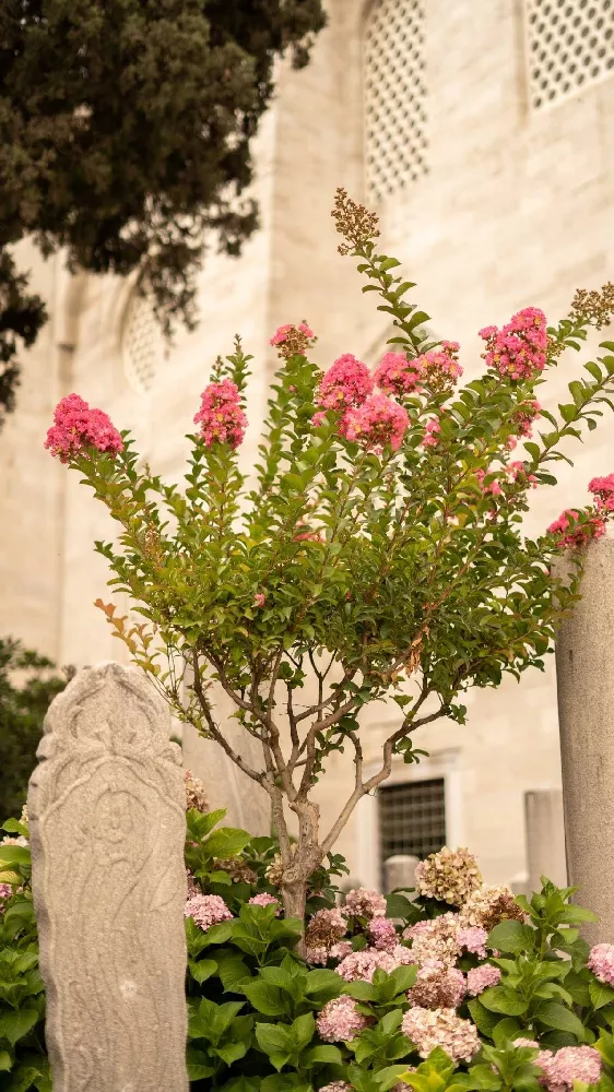 Tuscarora Crape Myrtle