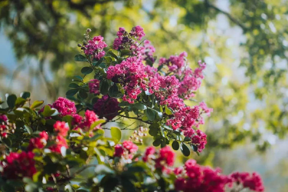 Tuscarora Crape Myrtle