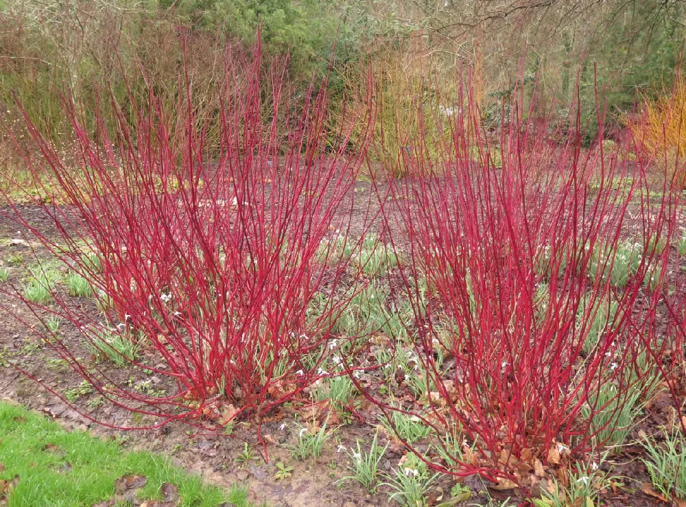 Arctic Fire Red Twig Dogwood 2