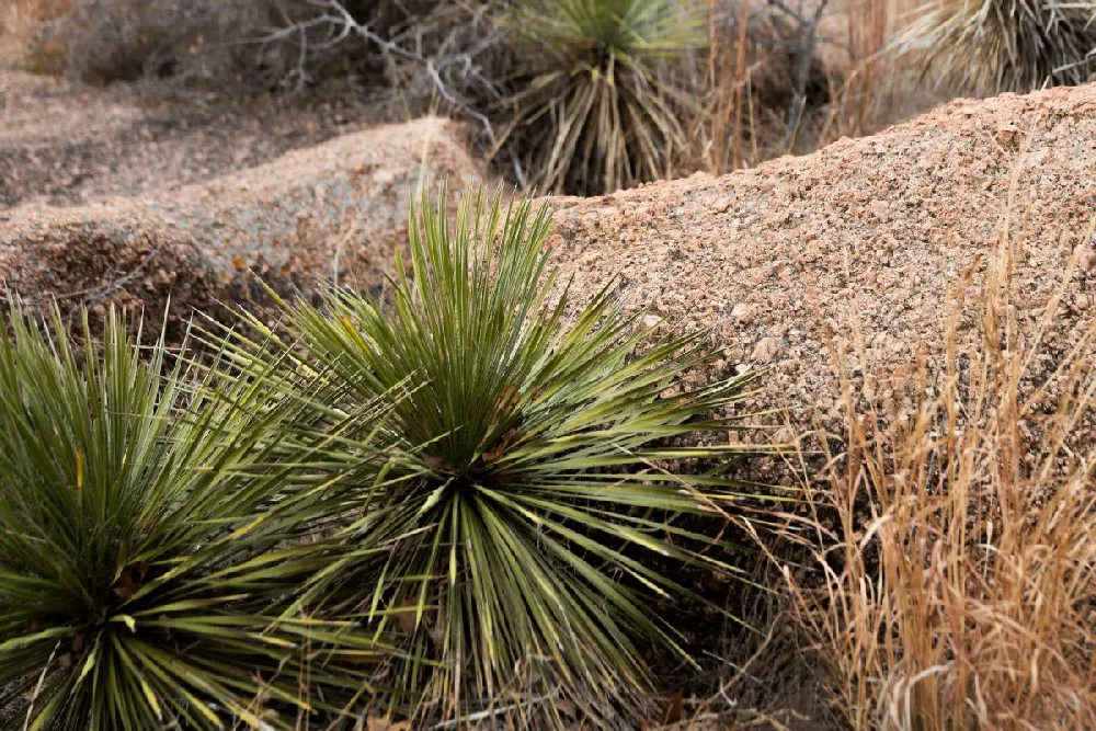 Twin Flower Agave Plant