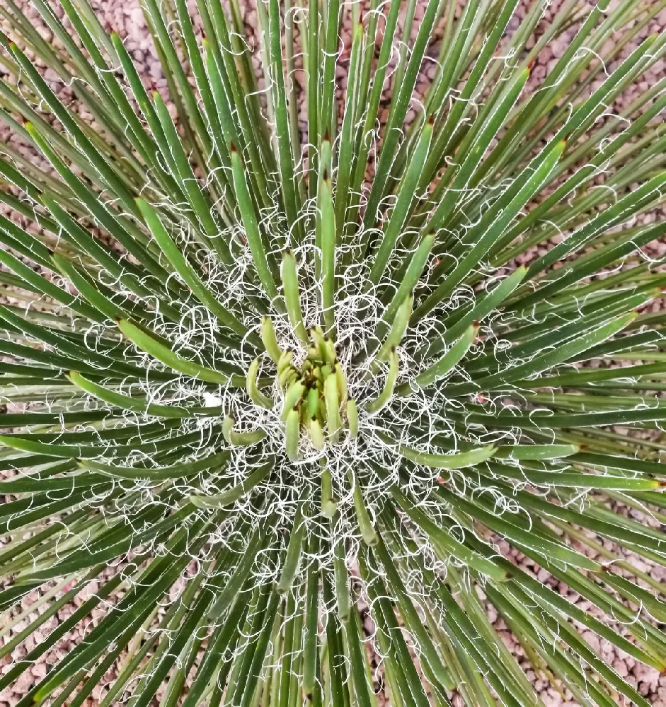 Twin Flower Agave Plant