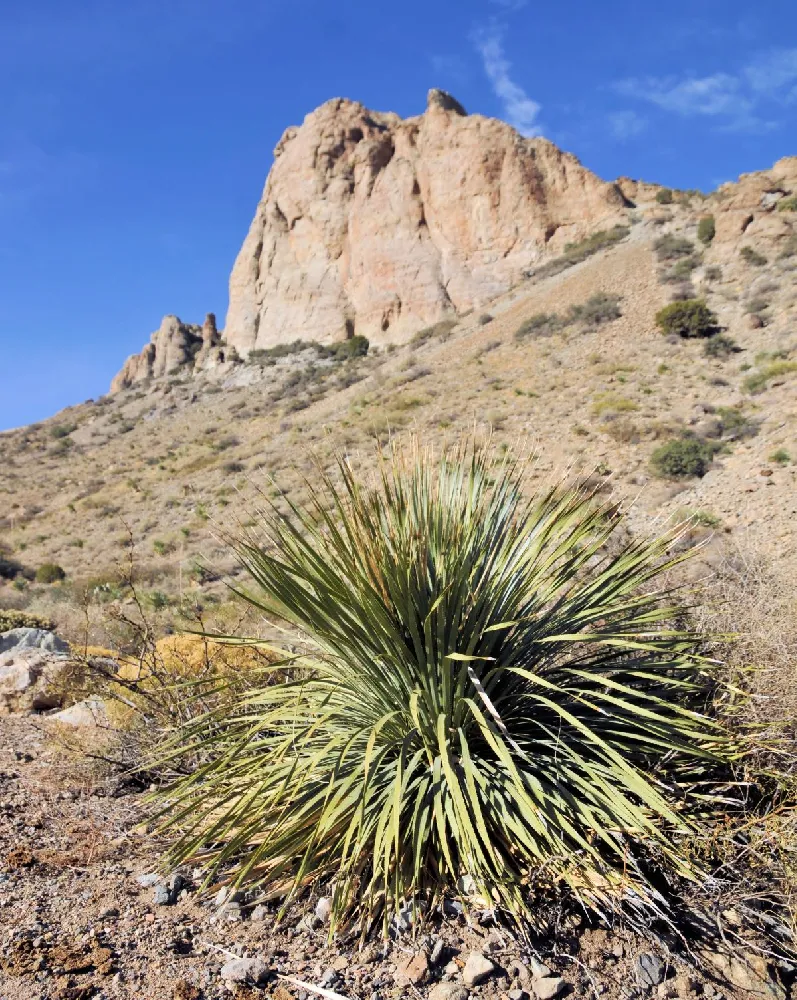 Twin Flower Agave Plant