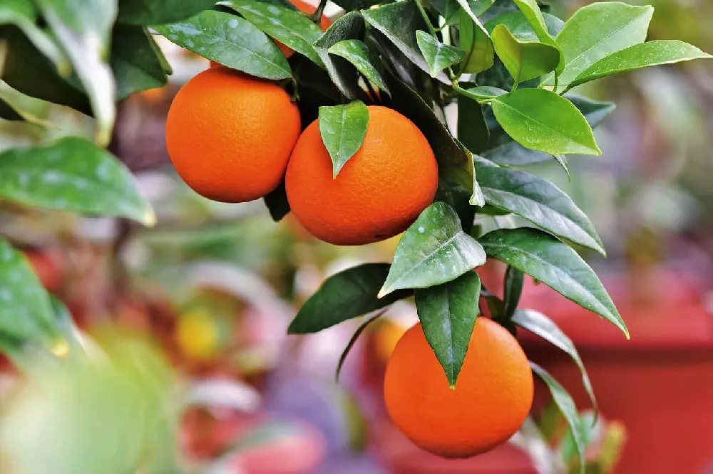 Valencia Orange Tree