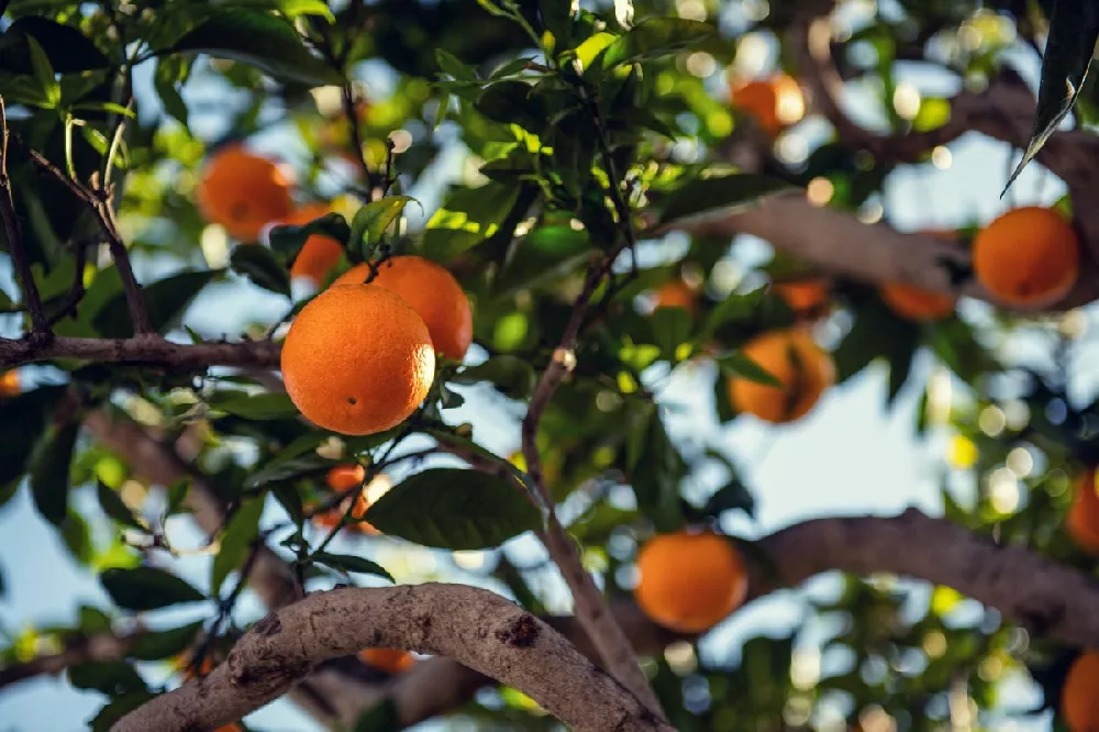 Valencia Orange Tree 2