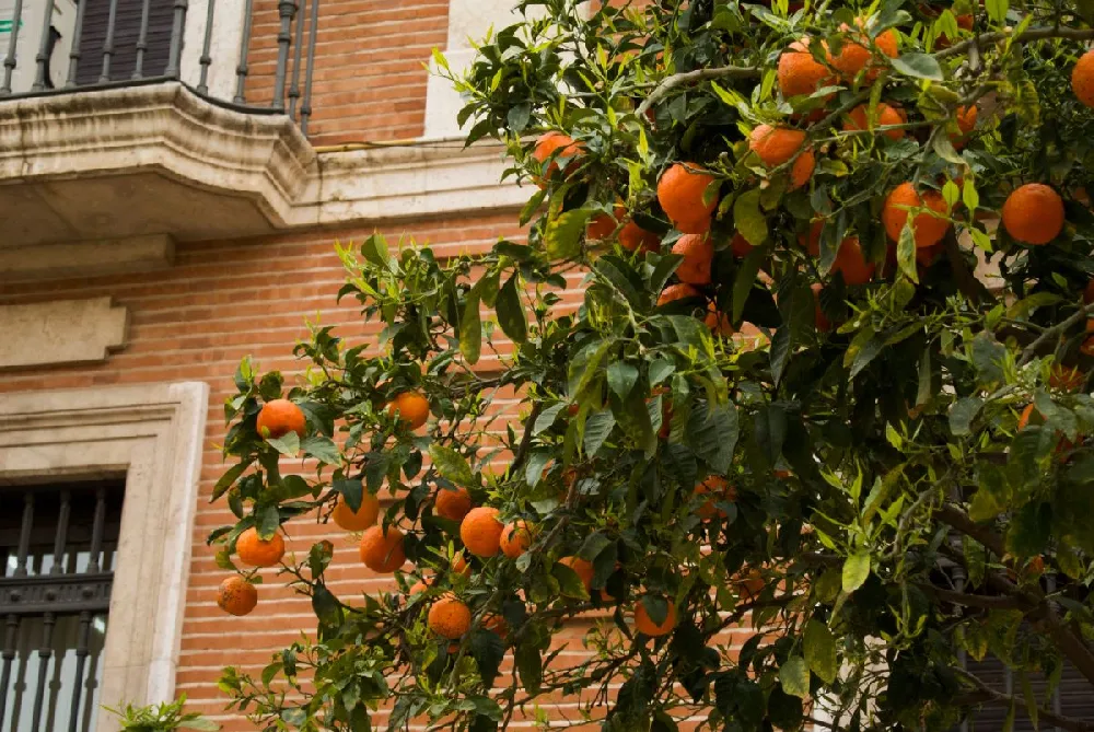 Valencia Orange Tree