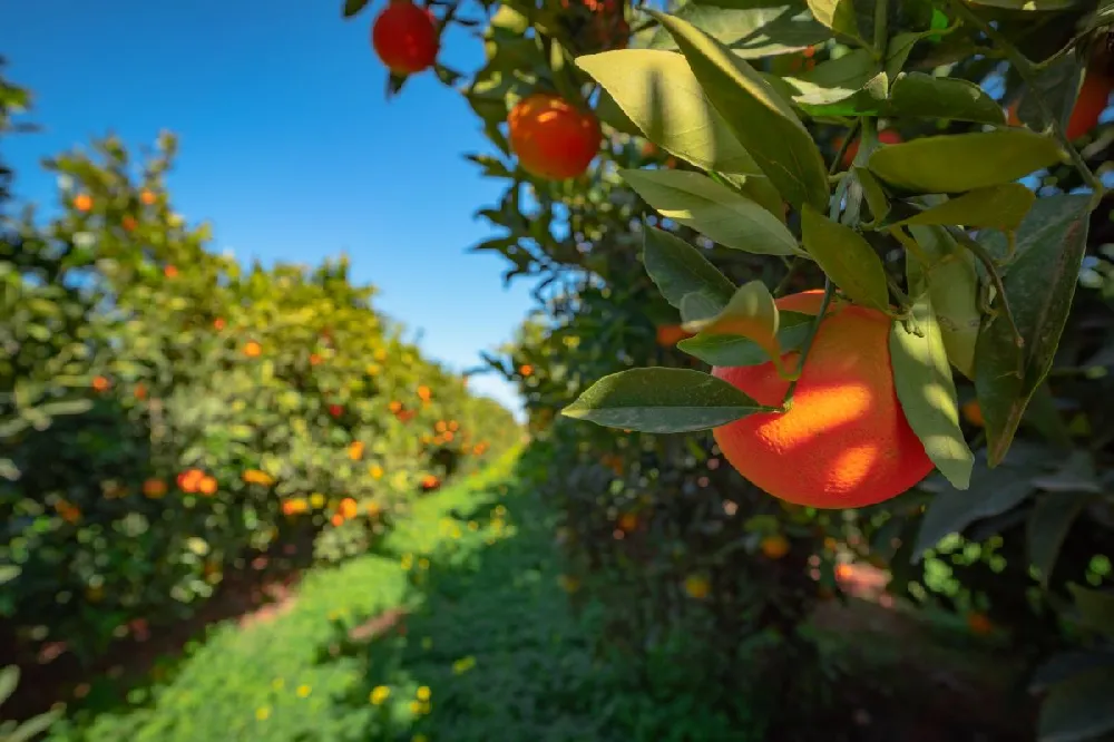 Valencia Orange Tree