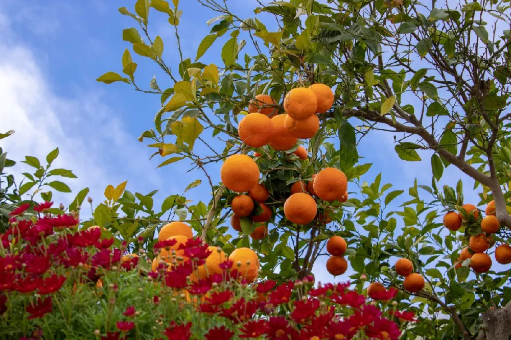 Valencia Orange Tree