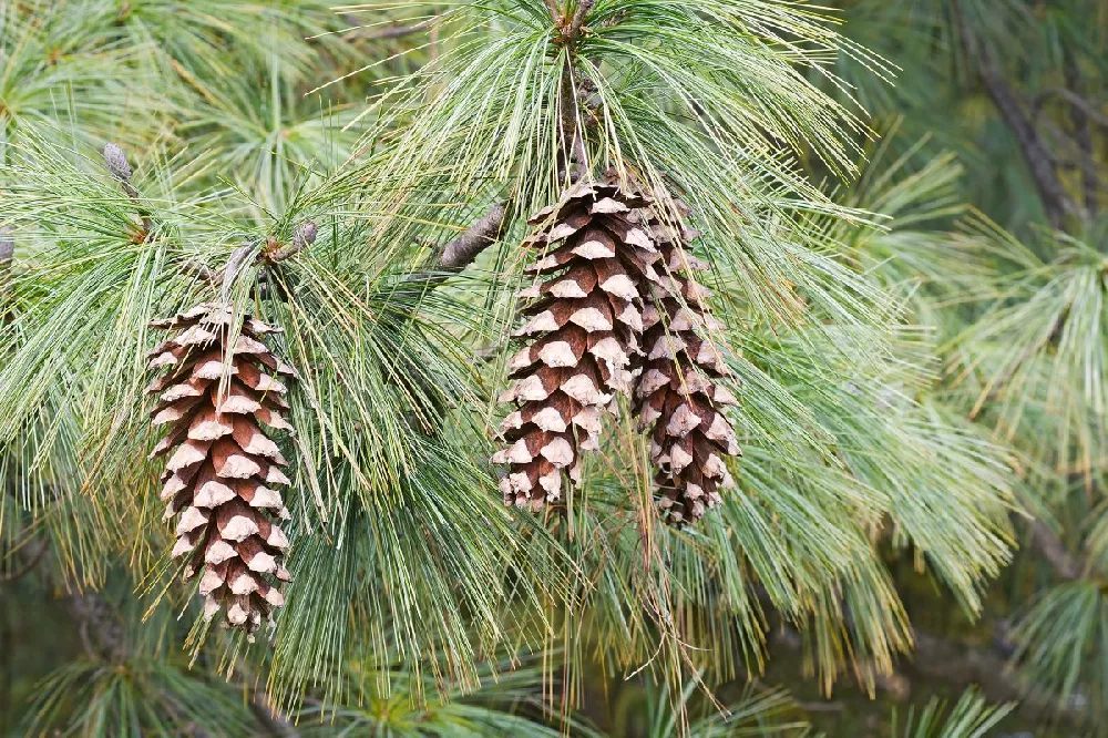 Vanderwolf's Pyramid Limber Pine 2