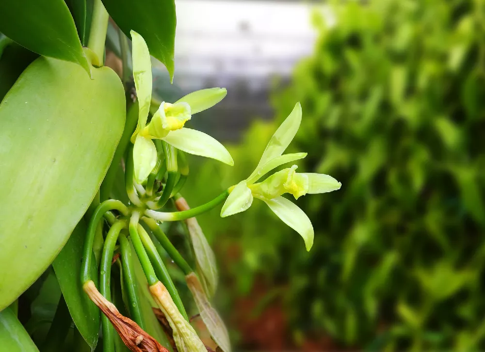 Vanilla Bean Plants