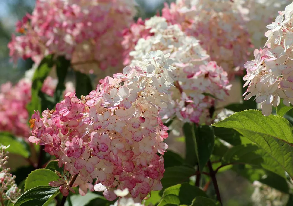 Vanilla Strawberry Hydrangea 2