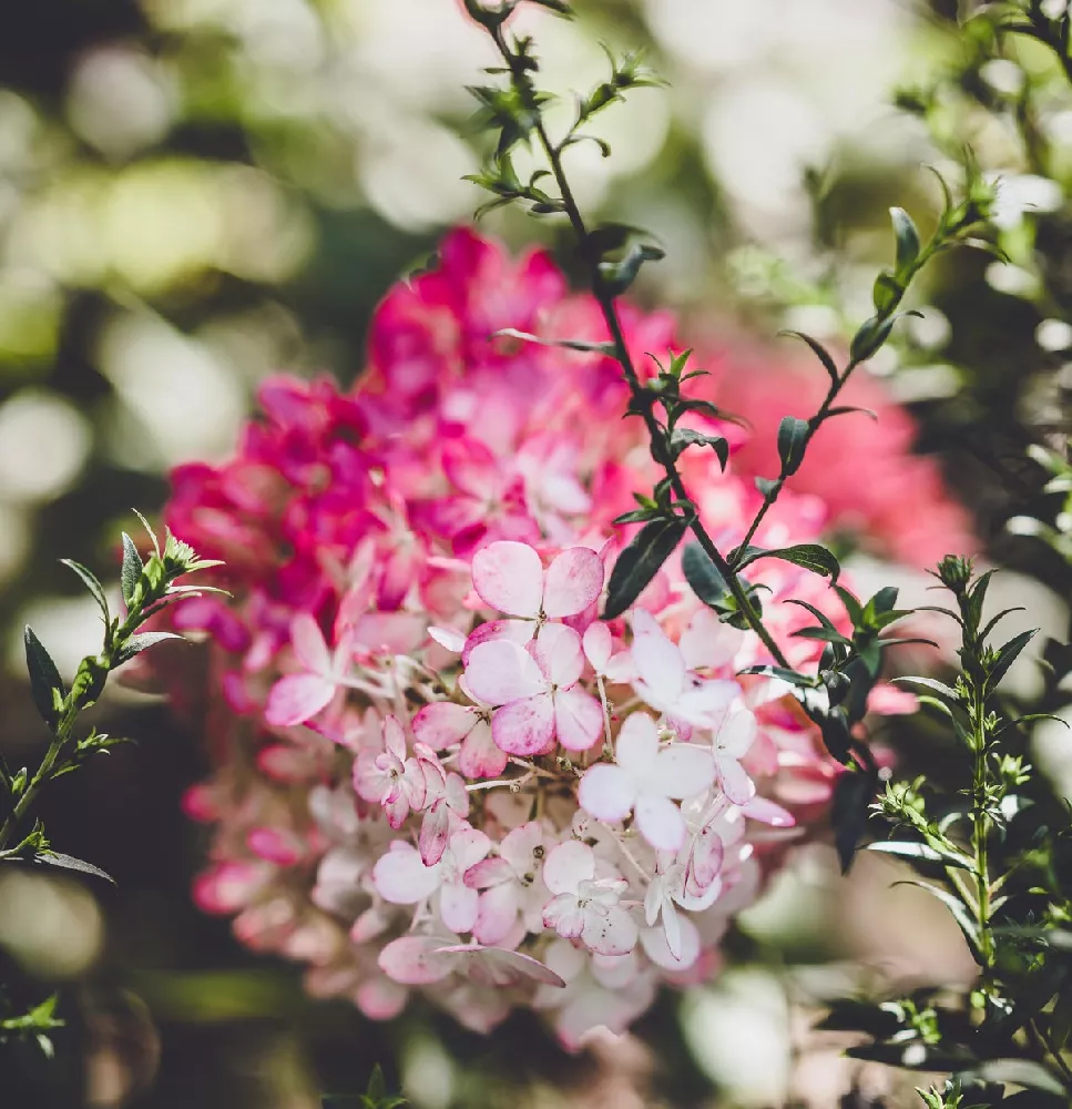 Vanilla Strawberry Hydrangea