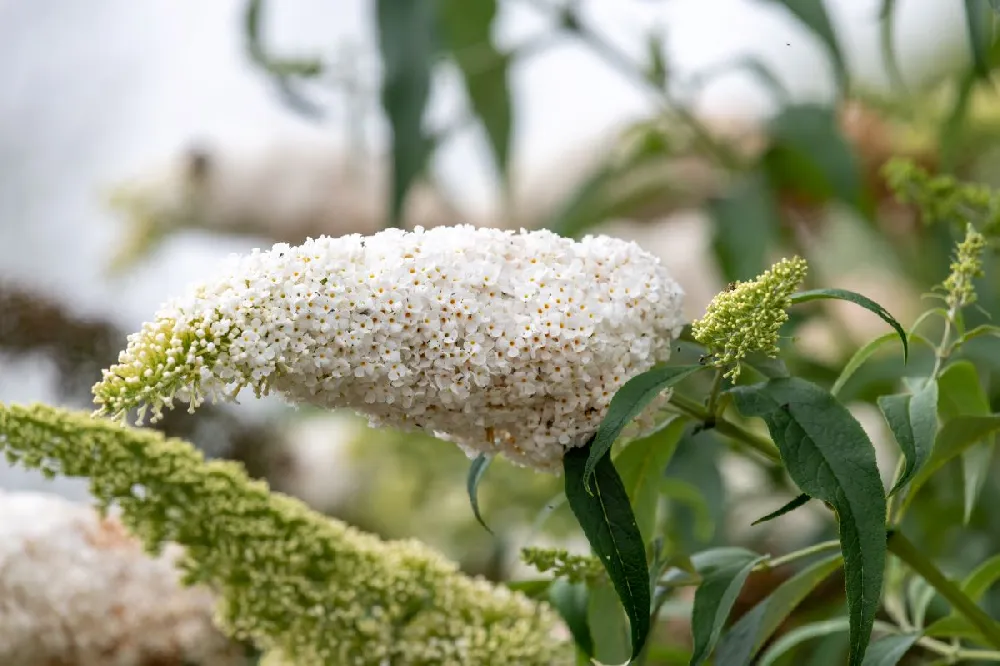 Vanilla Treat™ Butterfly Bush (Tree Form)