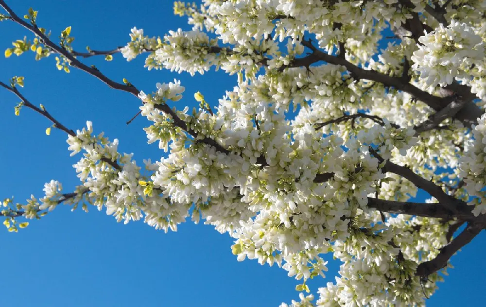 Vanilla Twist Redbud Tree