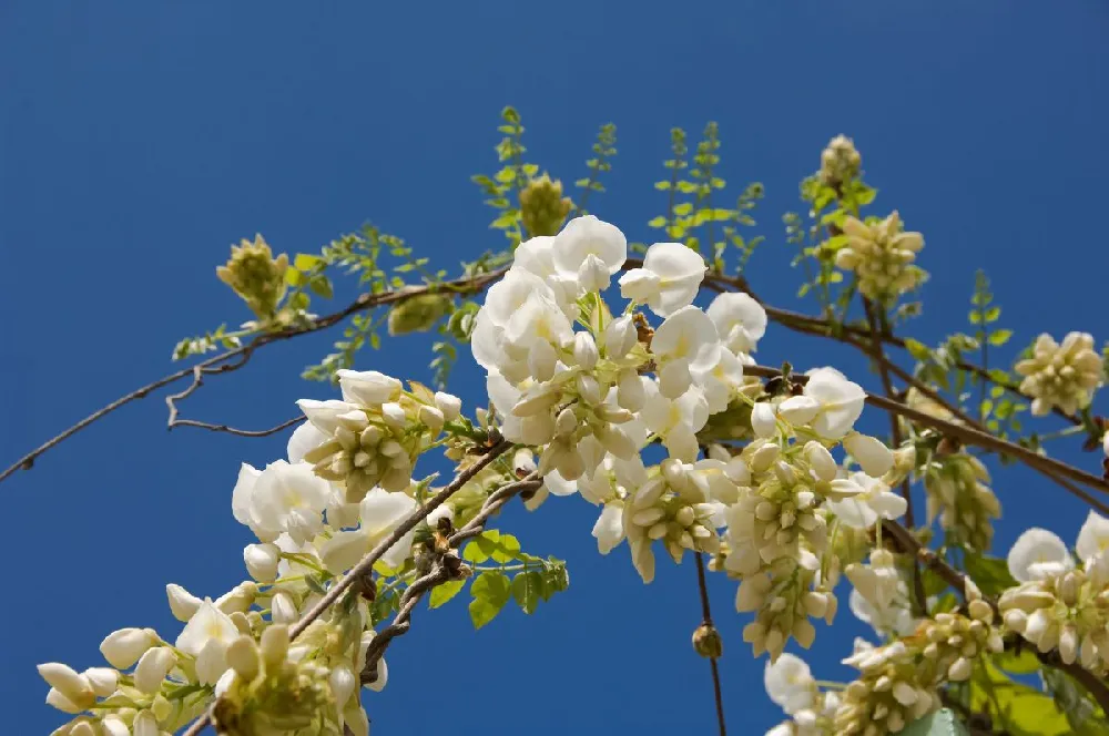 Vanilla Twist Redbud Tree