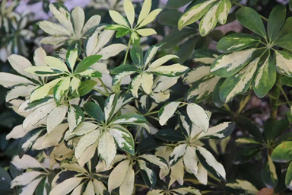 Variegated Dwarf Umbrella Tree 1