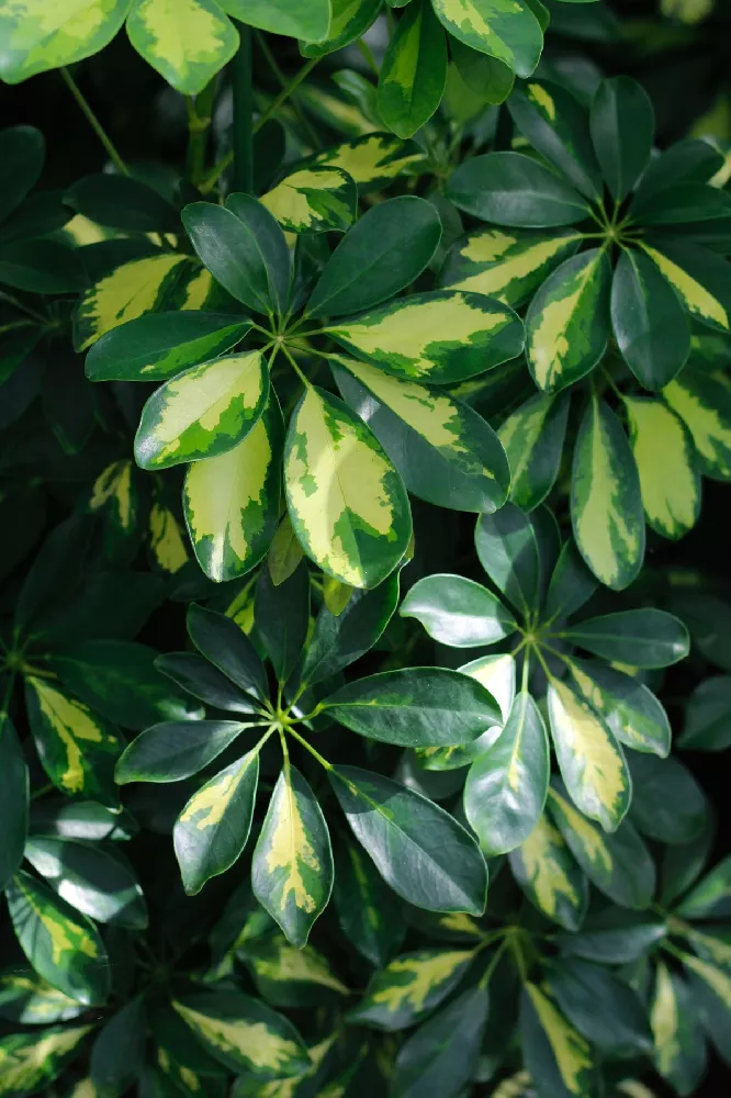 Variegated Dwarf Umbrella Tree 2