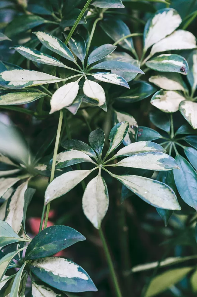 Variegated Dwarf Umbrella Tree 3